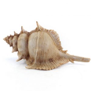 Murex Sea Shell