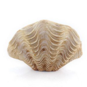 Standing Clam Shell