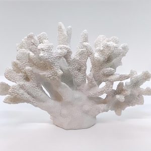Poly Coral