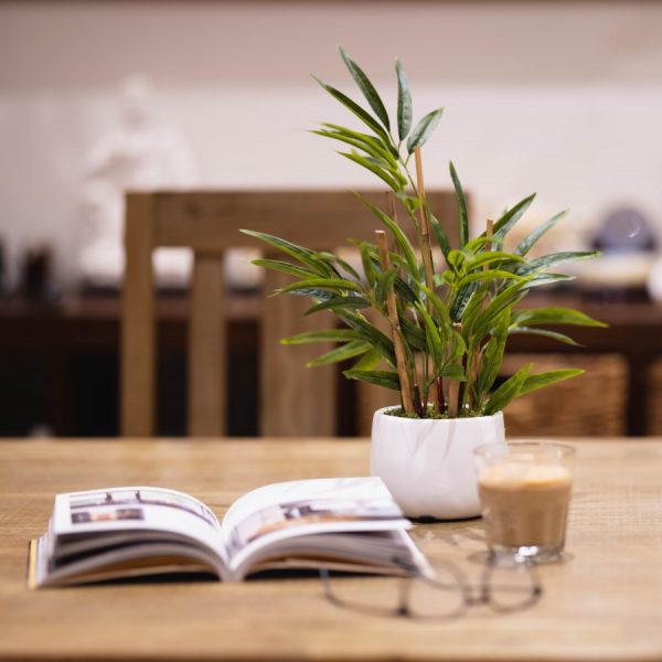 Zen Bamboo plant in white pot - Image 2