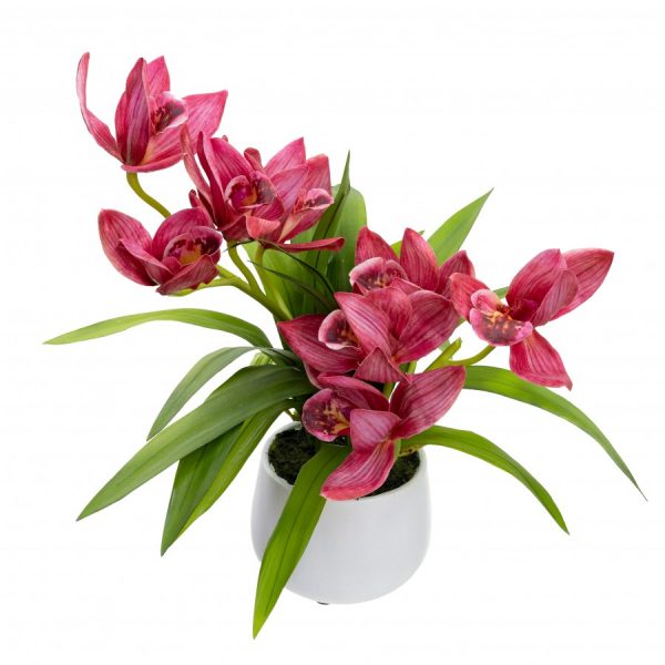 Cymbidium Orchid in Pot