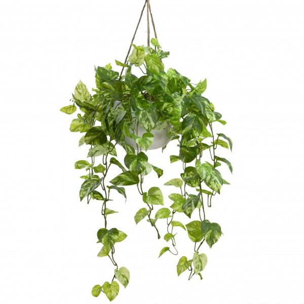 Cascading Devils Ivy in Hanging Pot