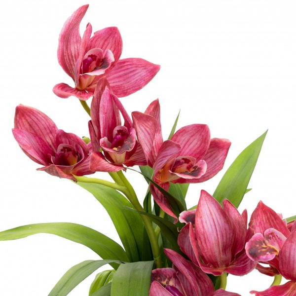 Cymbidium Orchid in Pot - Image 2