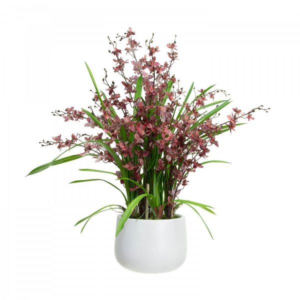 Dancing Lady Orchid in Pot