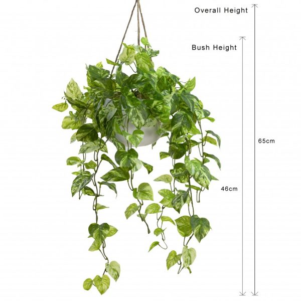 Cascading Devils Ivy in Hanging Pot - Image 3