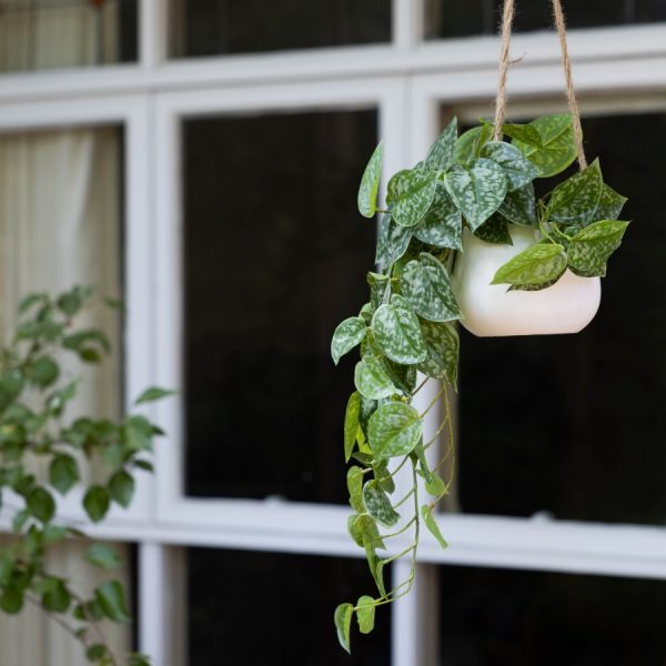 Scindapsus Hanging Plant - Image 2