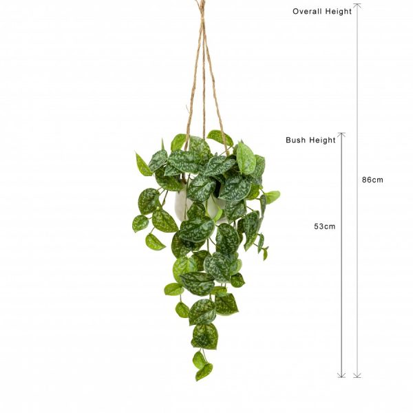 Scindapsus Hanging Plant - Image 3