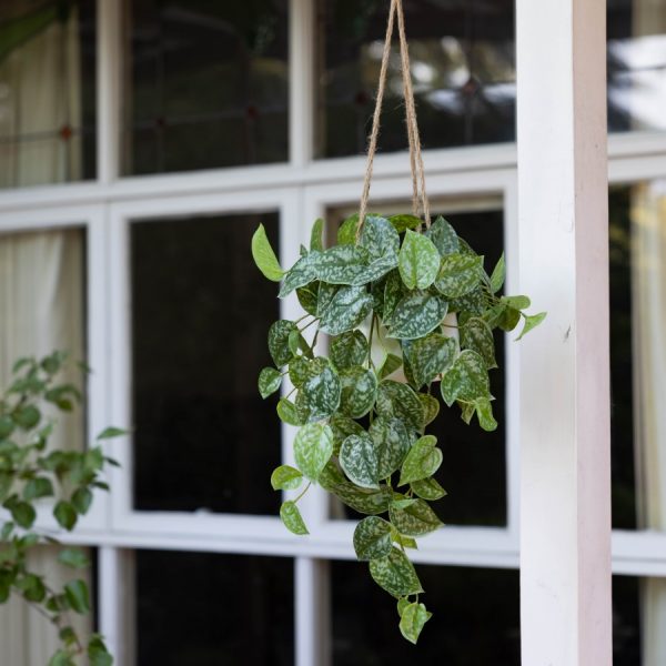 Scindapsus Hanging Plant - Image 4