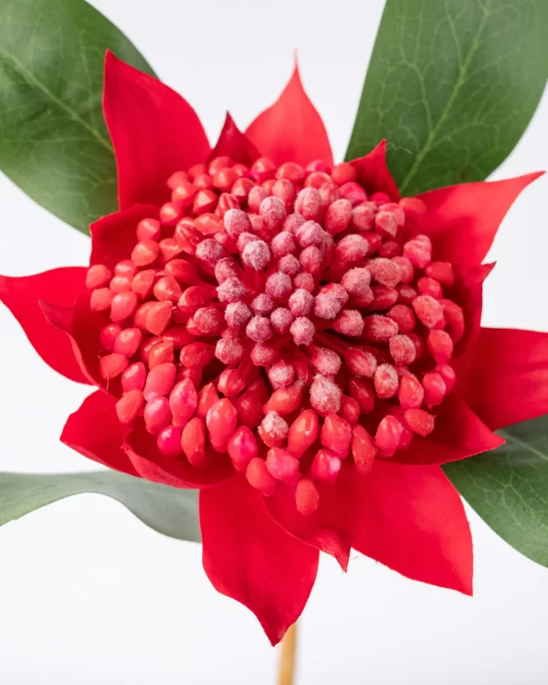 Red Waratah Stem