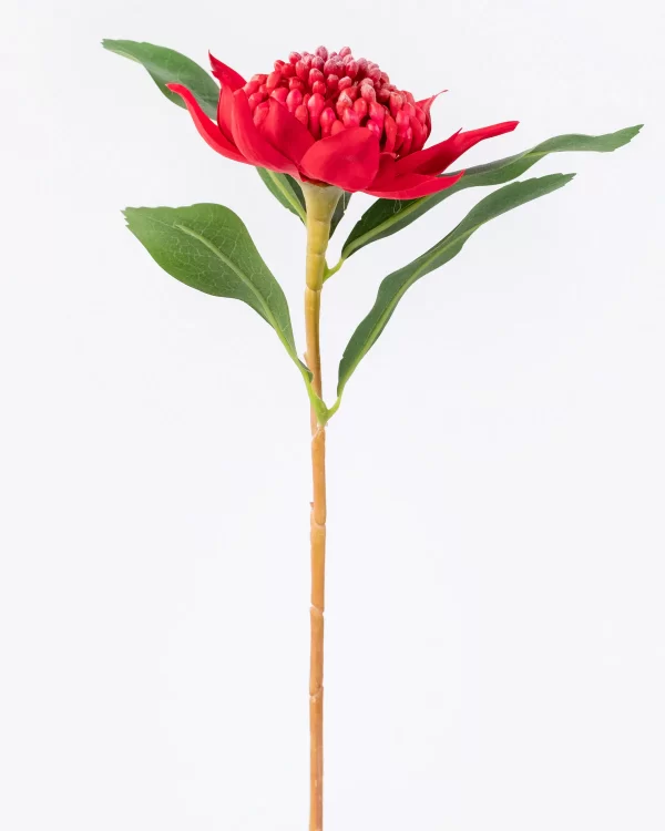 Red Waratah Stem - Image 3