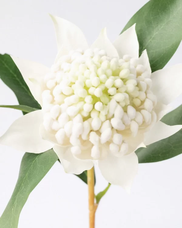 White Waratah Stem